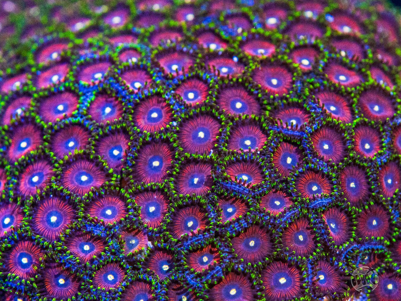 WWC Mini Me Zoanthids - Mother Colony Photo