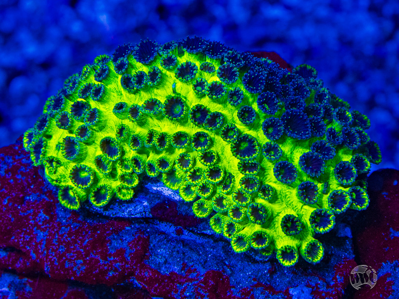 WWC Mint Chip Plesiastrea Coral