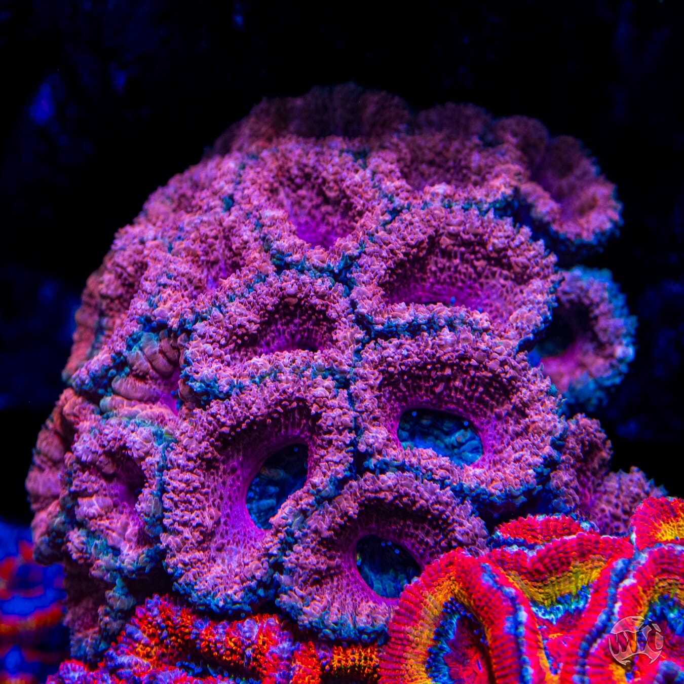 WWC Misty Rose Aussie Lord - Mother Colony