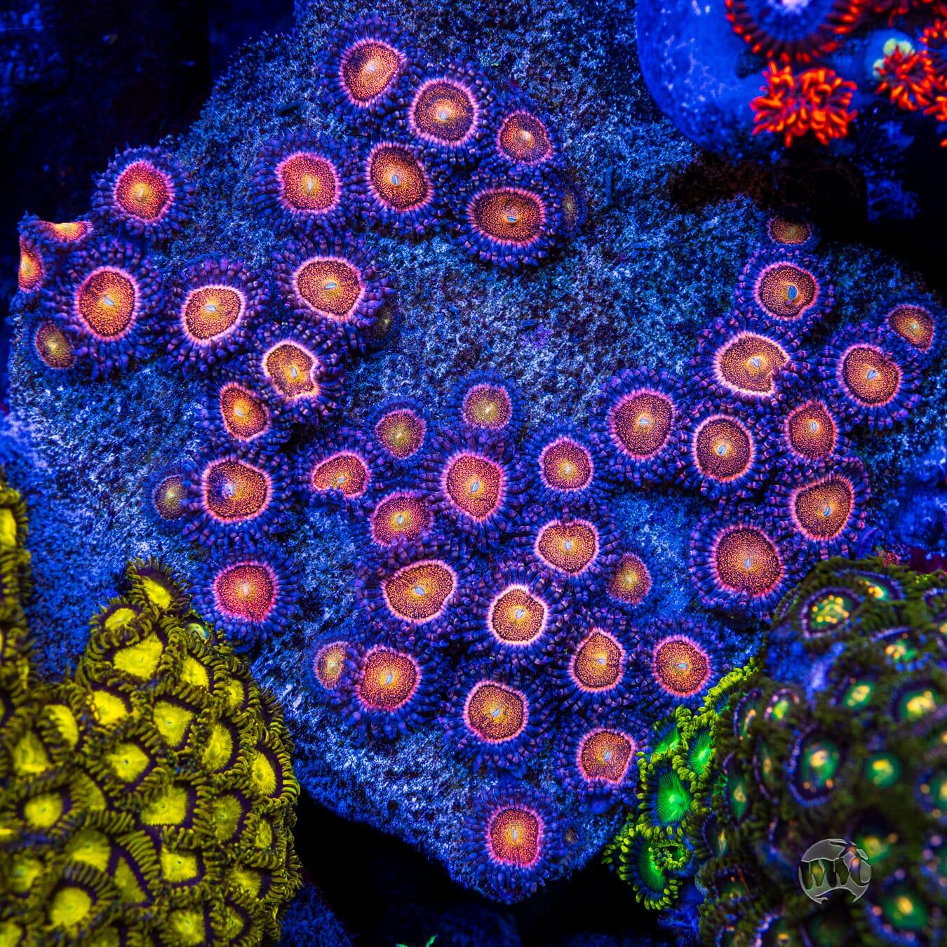 WWC Mohawk Zoanthids - Mother Colony