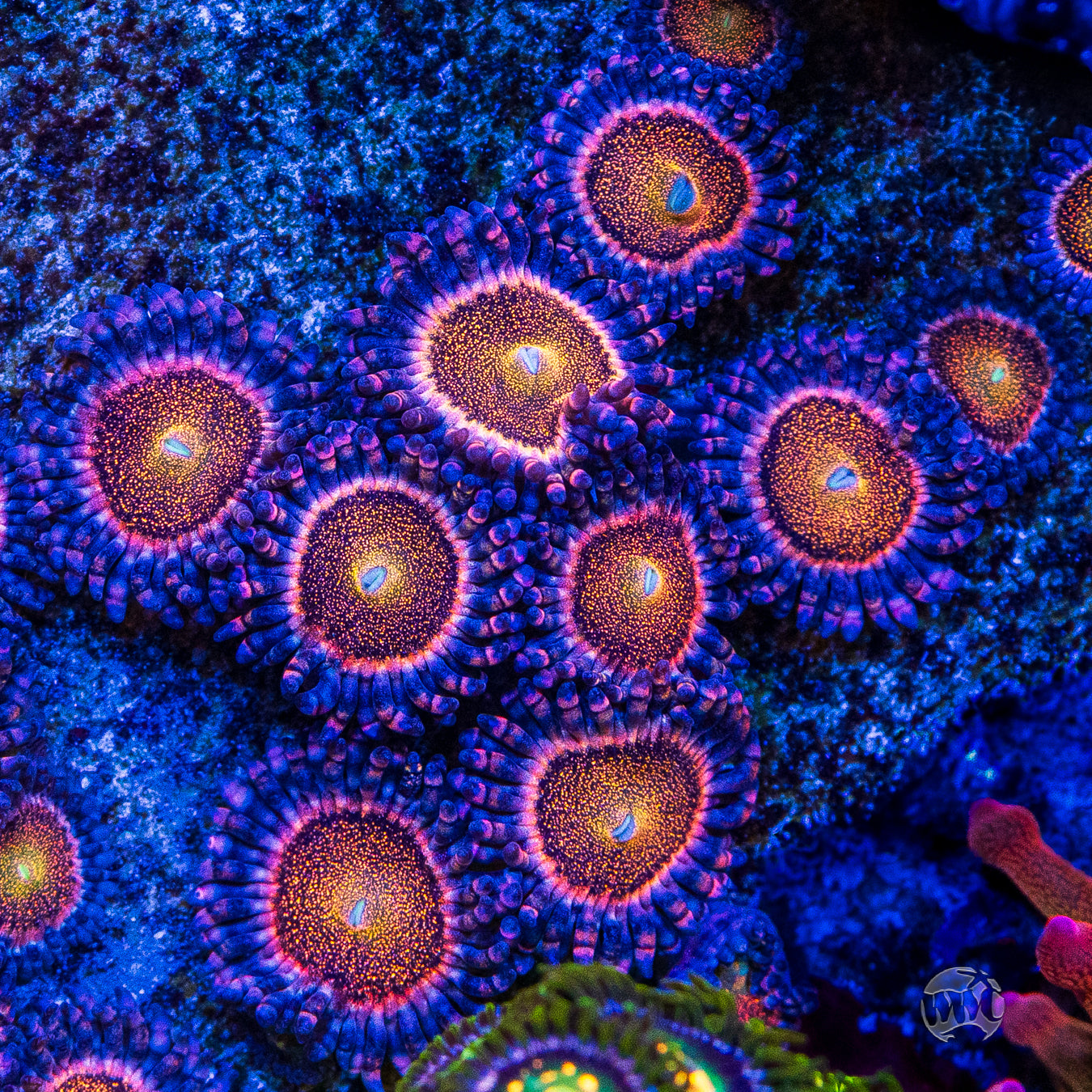 Mohawk Zoanthids