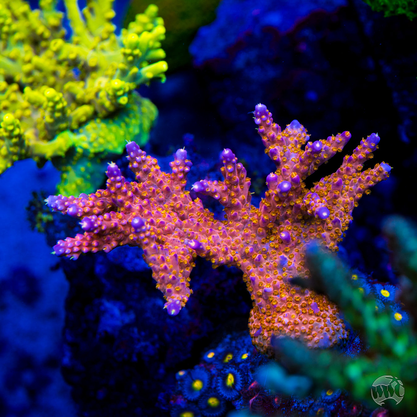 WWC Mojo Man Acropora