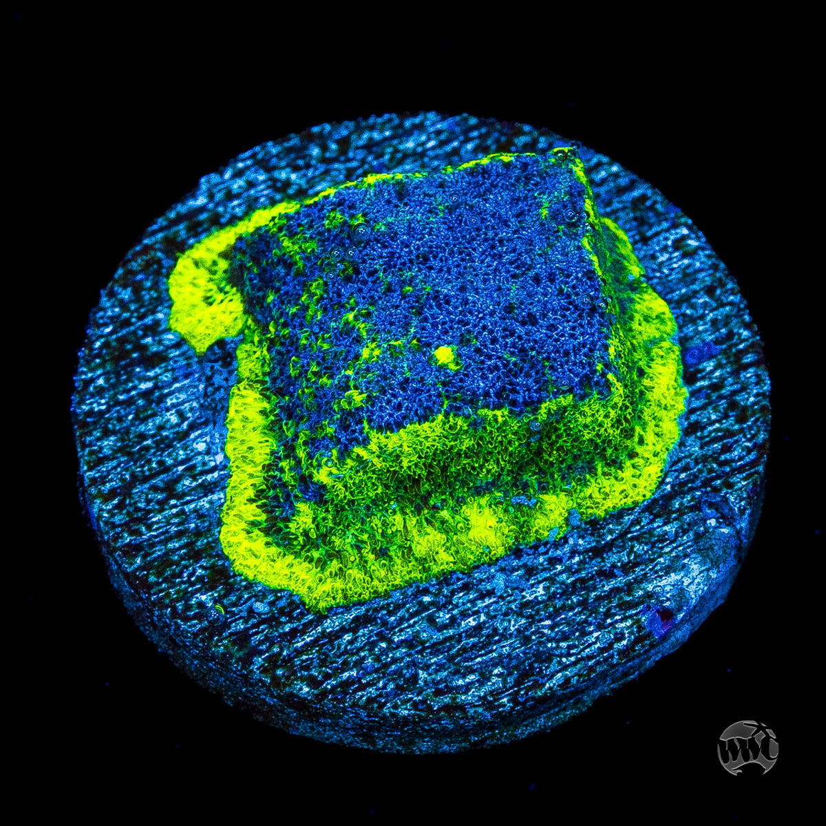 WWC Monster Jam Psammocora Coral