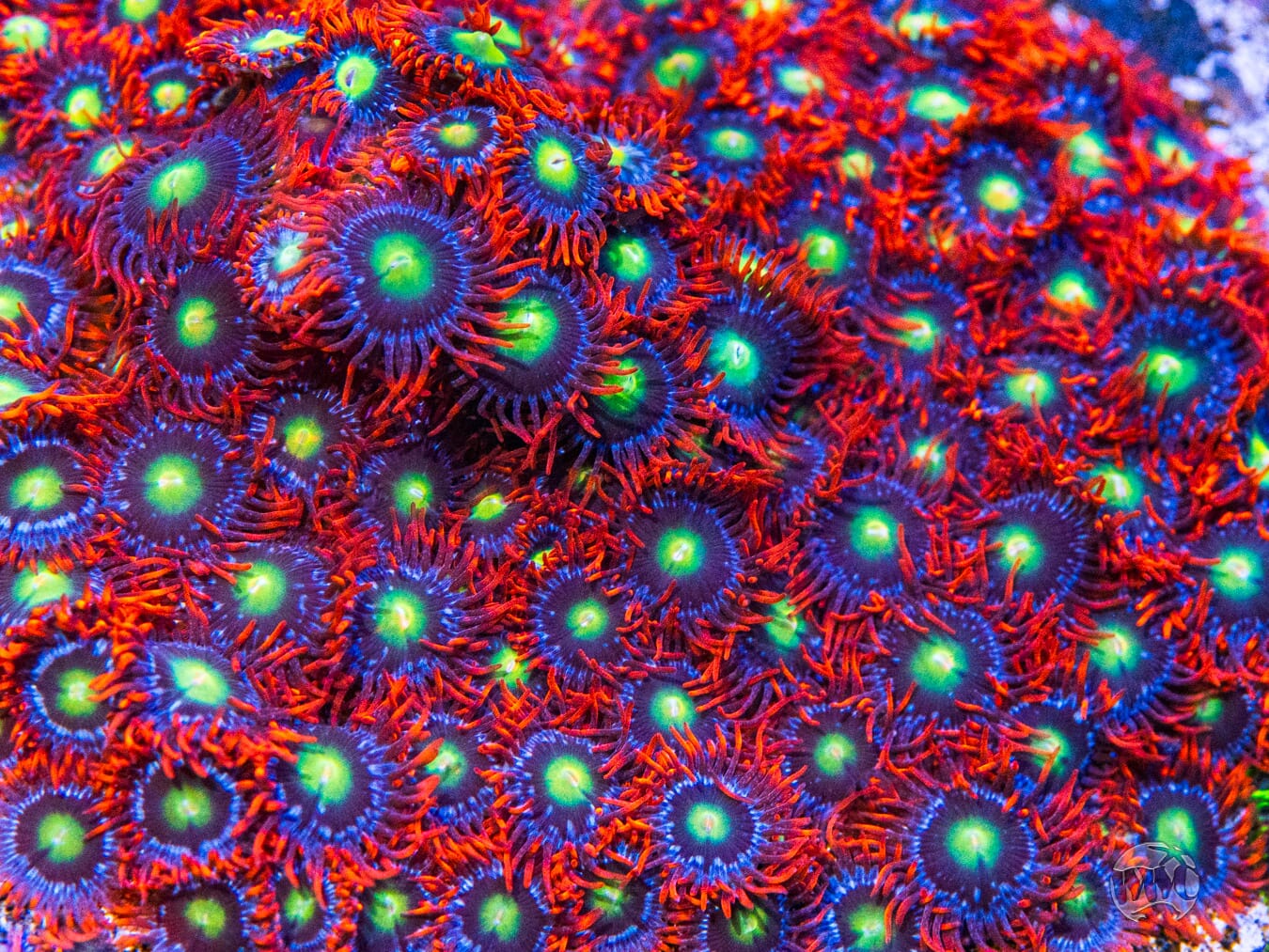 WWC Monster Mash Zoanthids - Mother Colony Photo