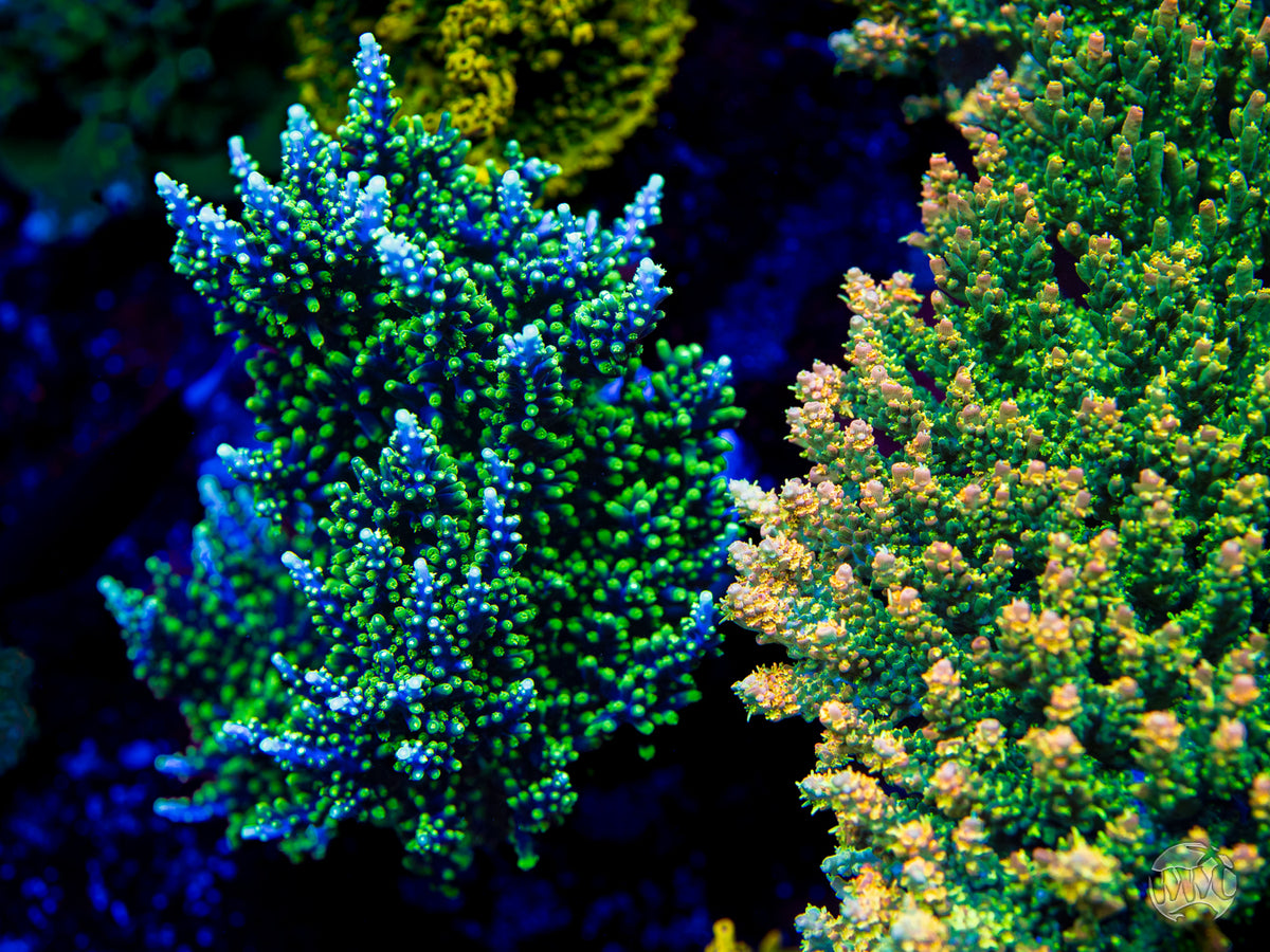 WWC Moonshine Acropora
