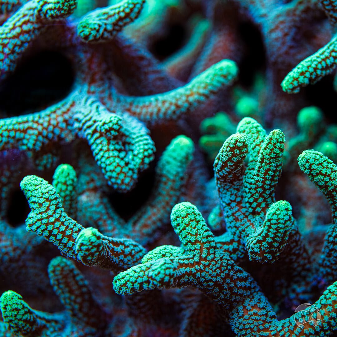 WWC Muy Verde Birdsnest Coral