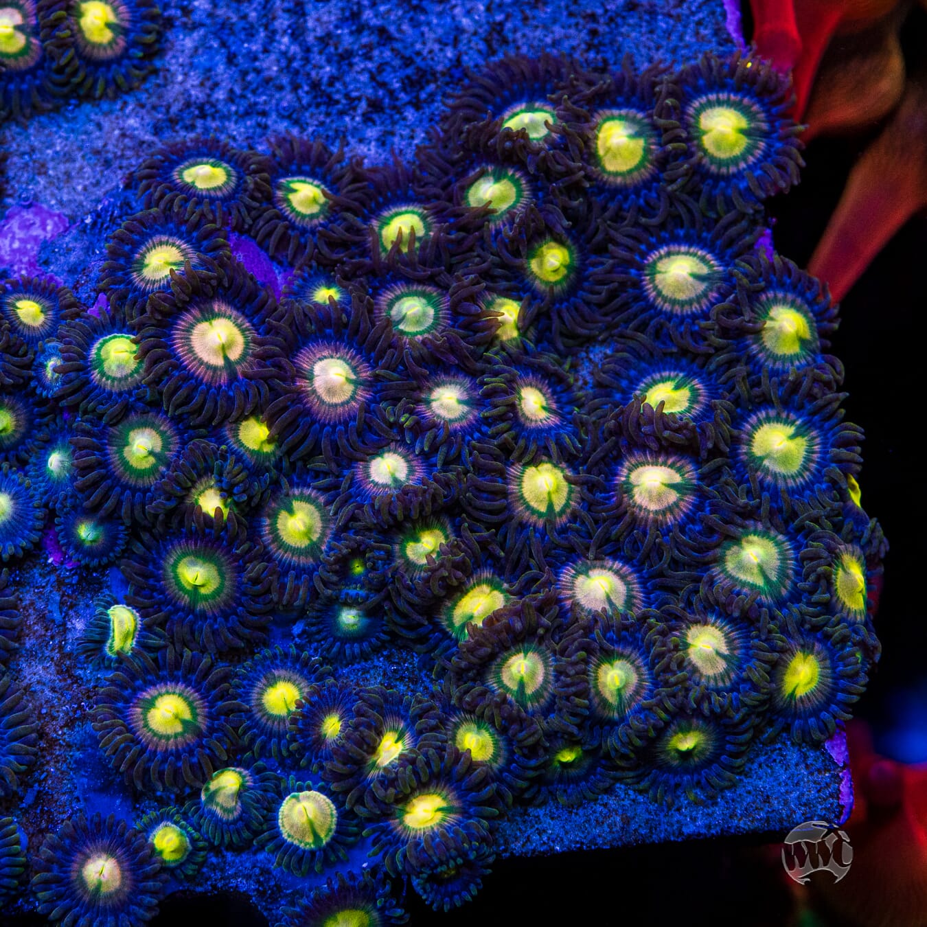 WWC Mystic Moon Zoanthids - Mother Colony Photo