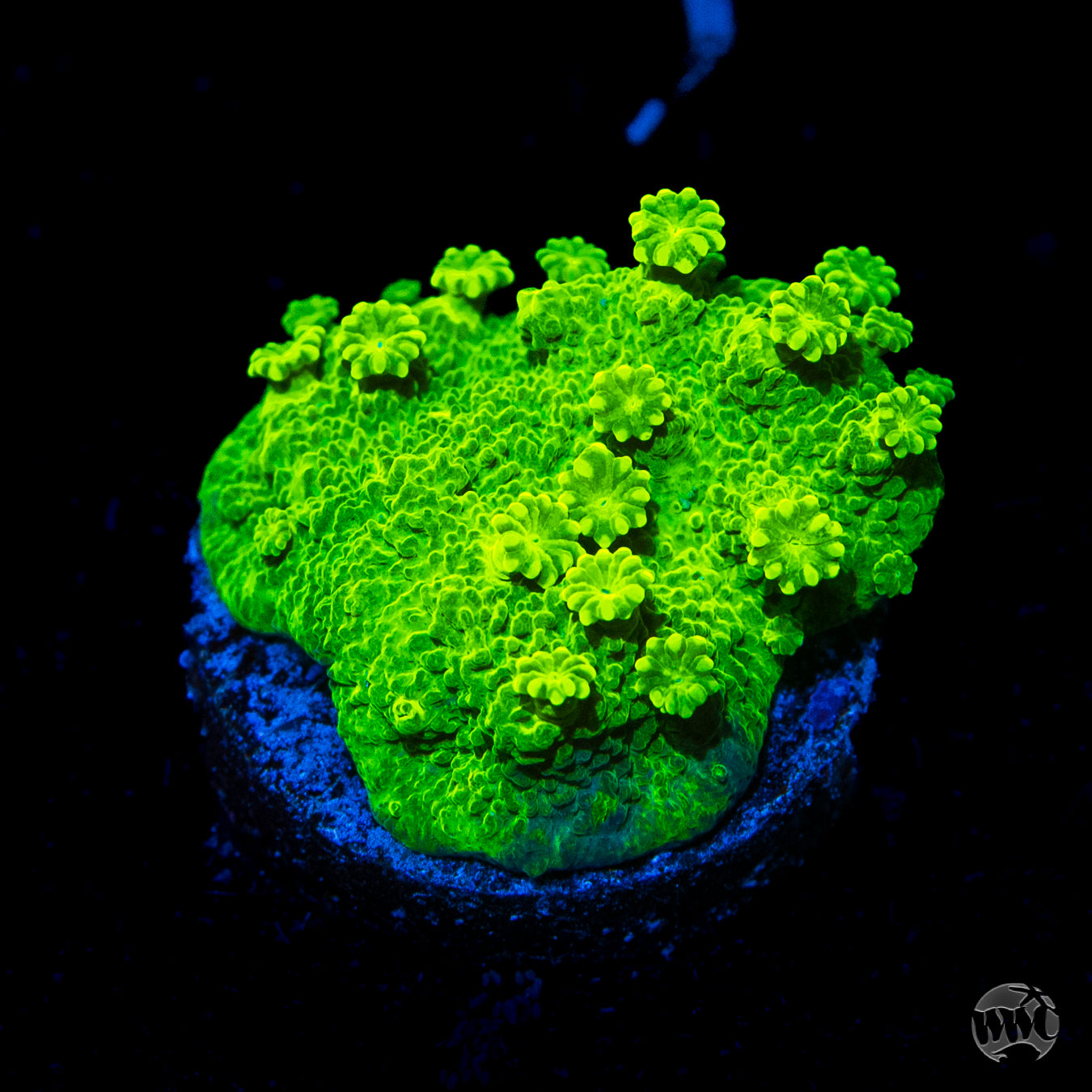 WWC Neon Astreopora Coral