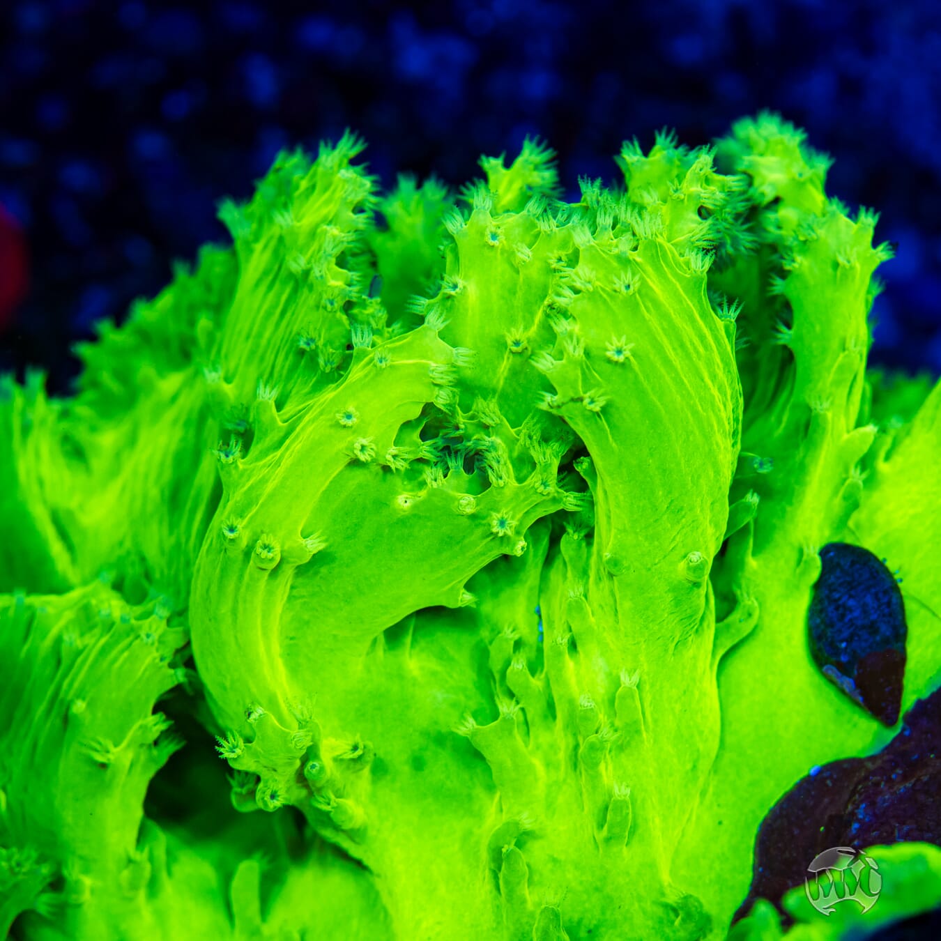 WWC Neon Cabbage Leather - Mother Colony