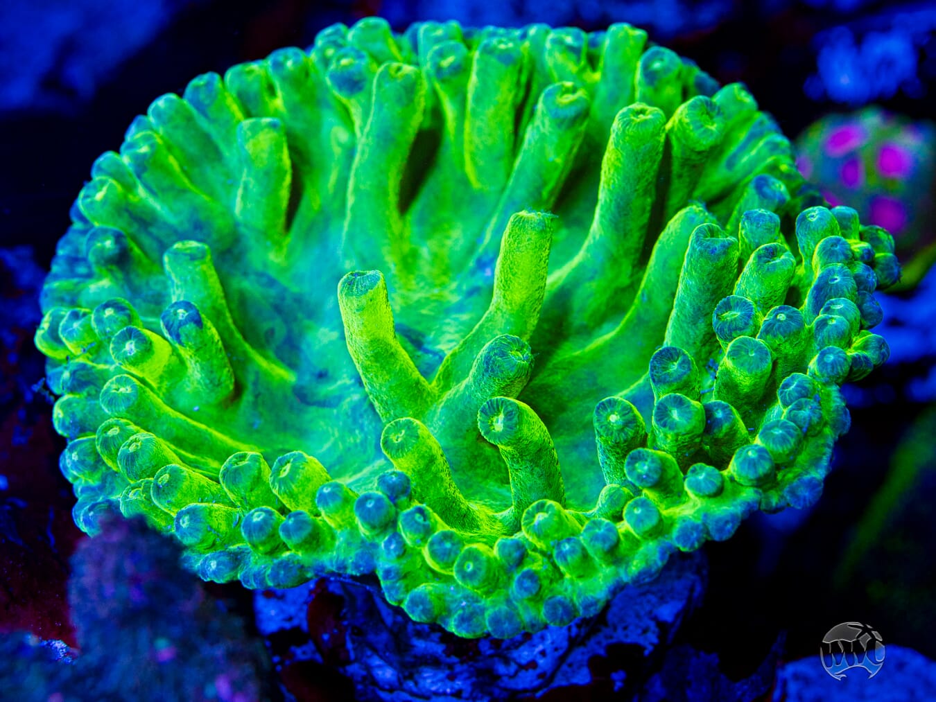 WWC Neon Heron Turbinaria - Mother Colony