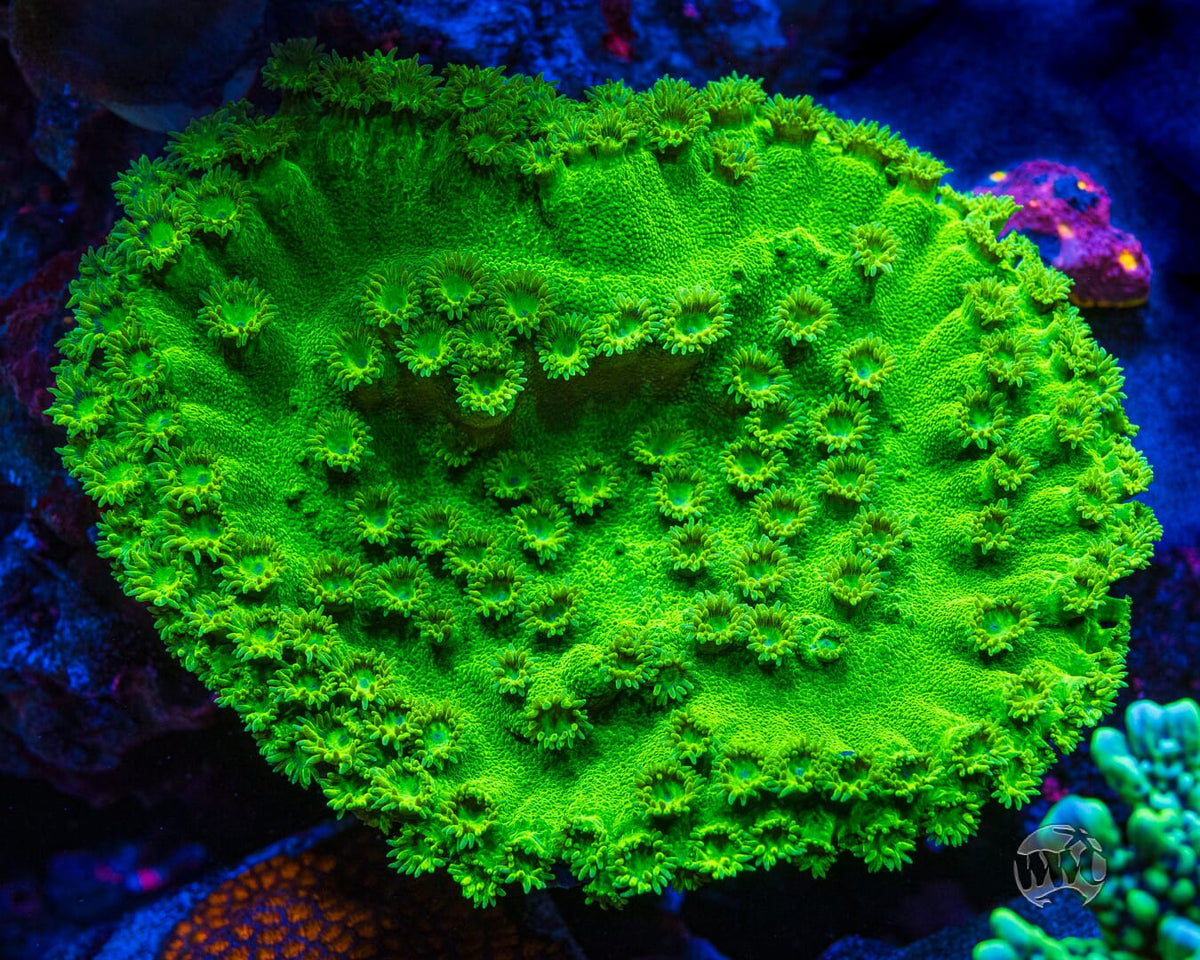 WWC Neon Peltata Turbinaria - Mother Colony Photo