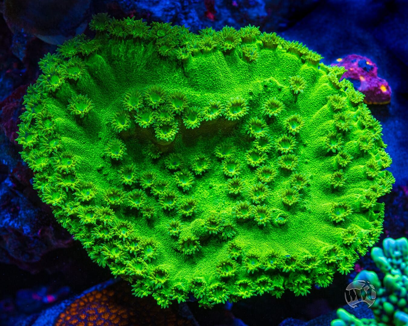 WWC Neon Peltata Turbinaria - Mother Colony