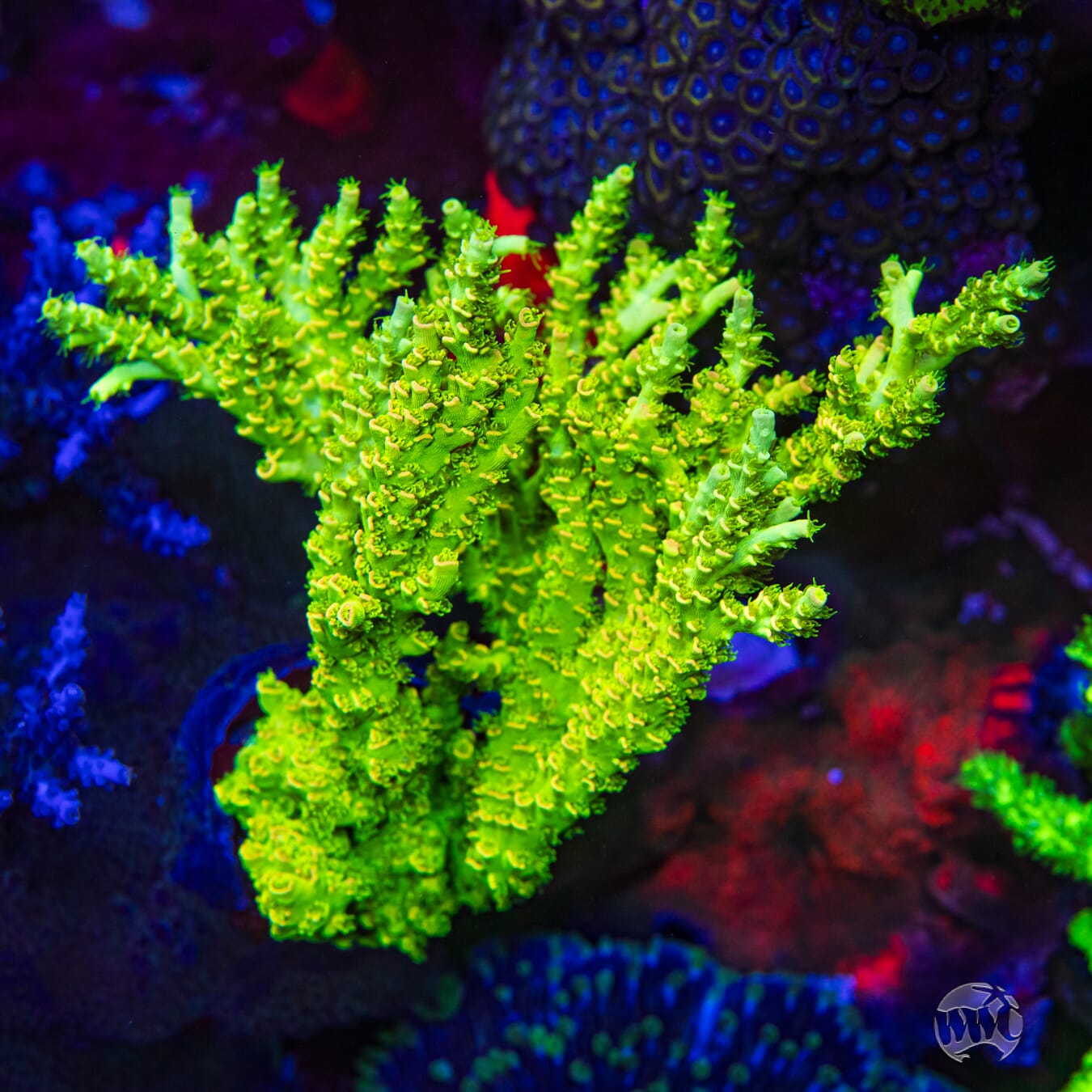 WWC Ninja Turtle Acropora - Mother Colony Photo