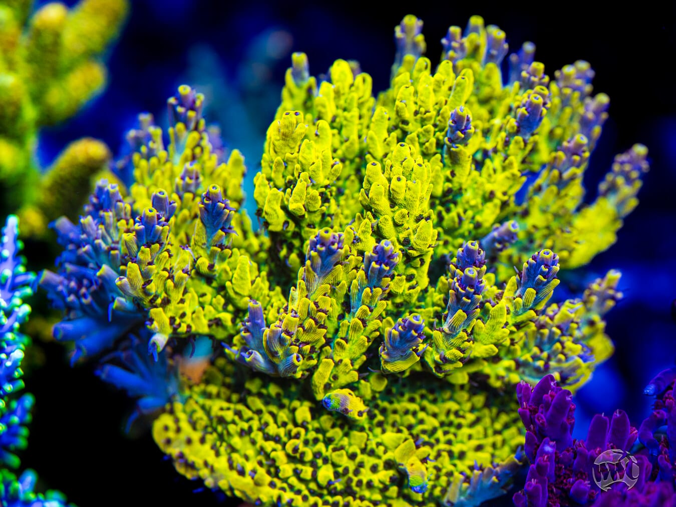 WWC Nuclear Fission Acropora - Mother Colony Photo