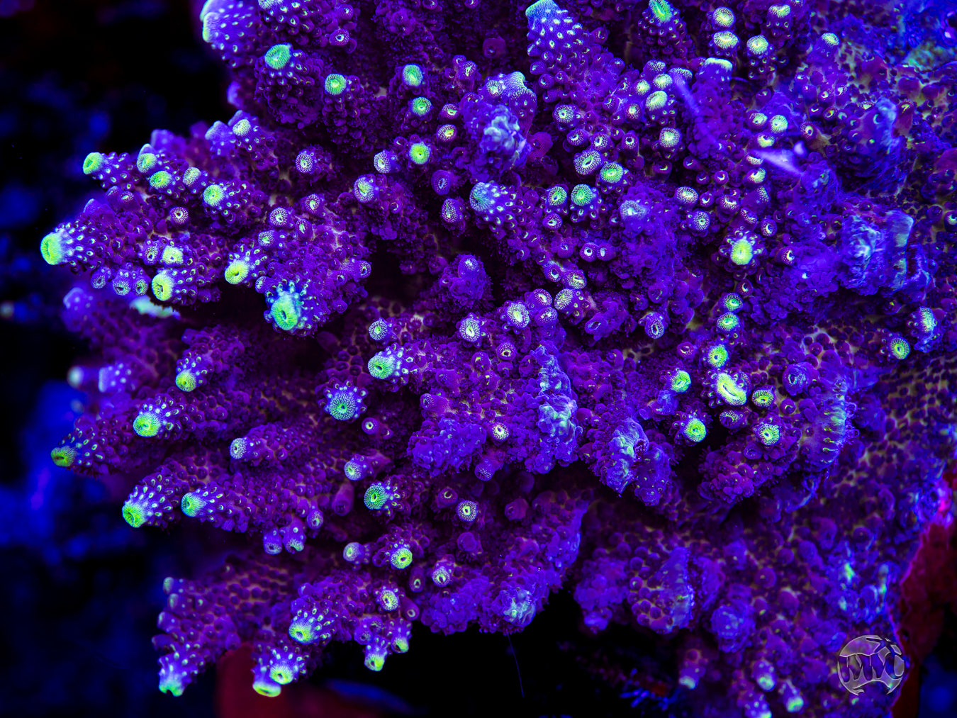 WWC Nuclear Grapes Acropora