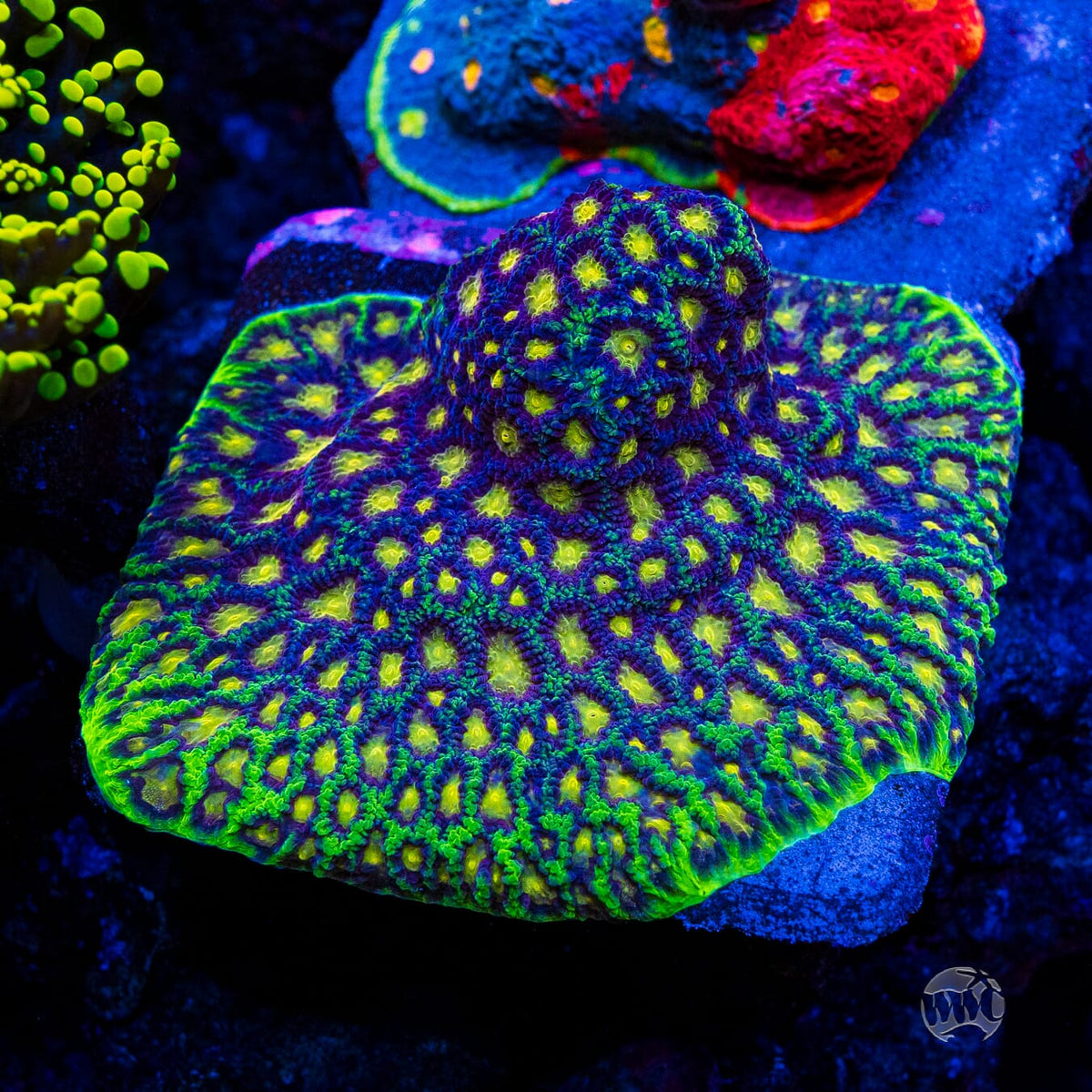 WWC Nuclear Jungle Favites - Mother Colony