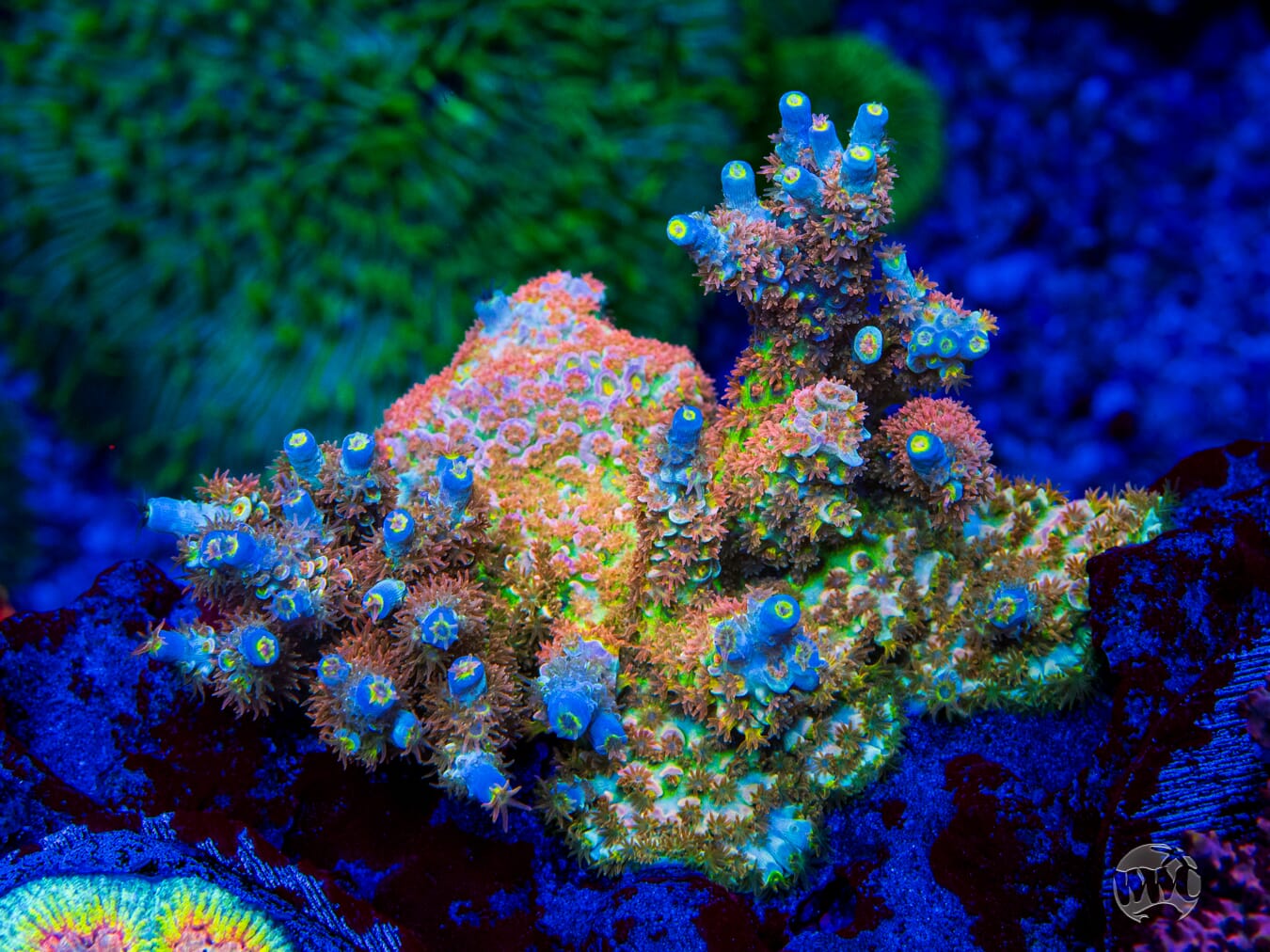 WWC Painkiller Tenuis Acropora - Mother Colony Photo