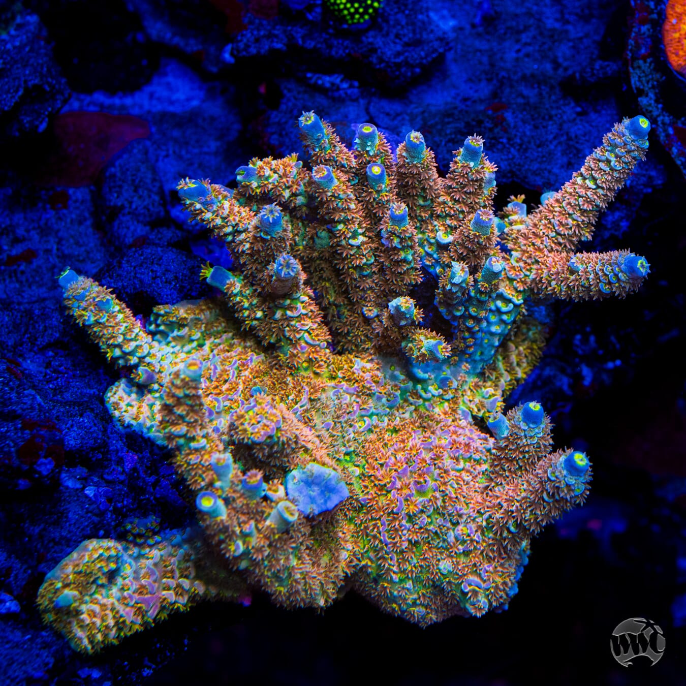 WWC Painkiller Tenuis Acropora - Mother Colony Photo