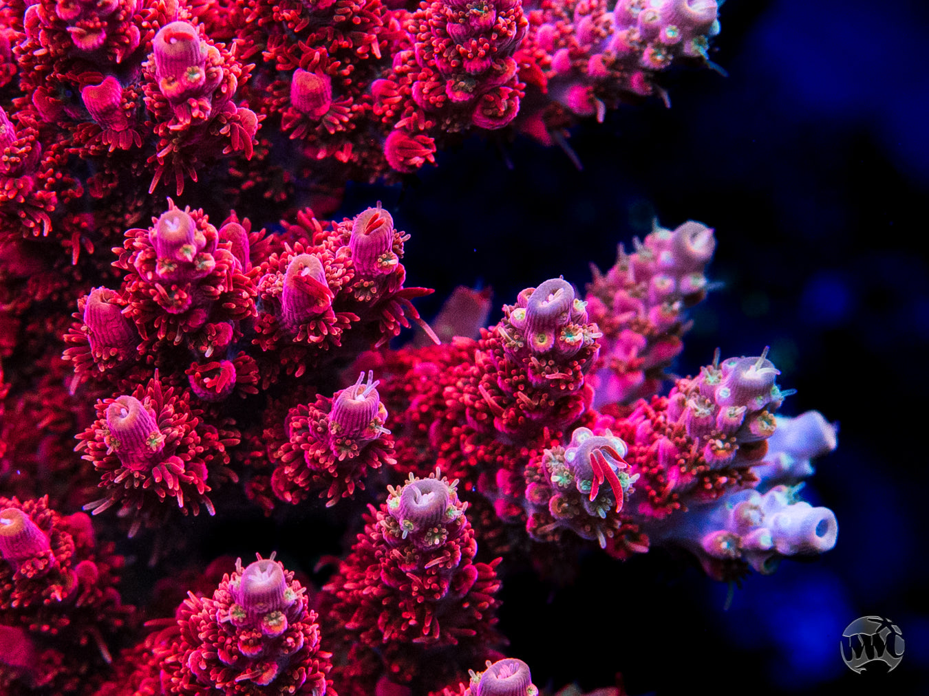 WWC Pantera Rosa Acropora