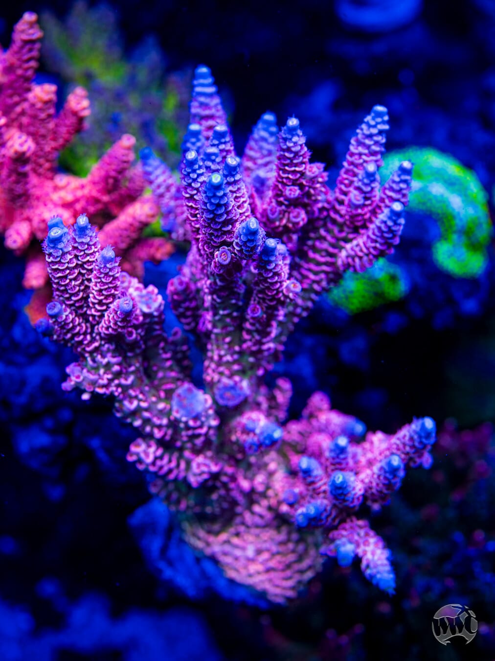WWC Paradise Tenuis Acropora - Mother Colony Photo