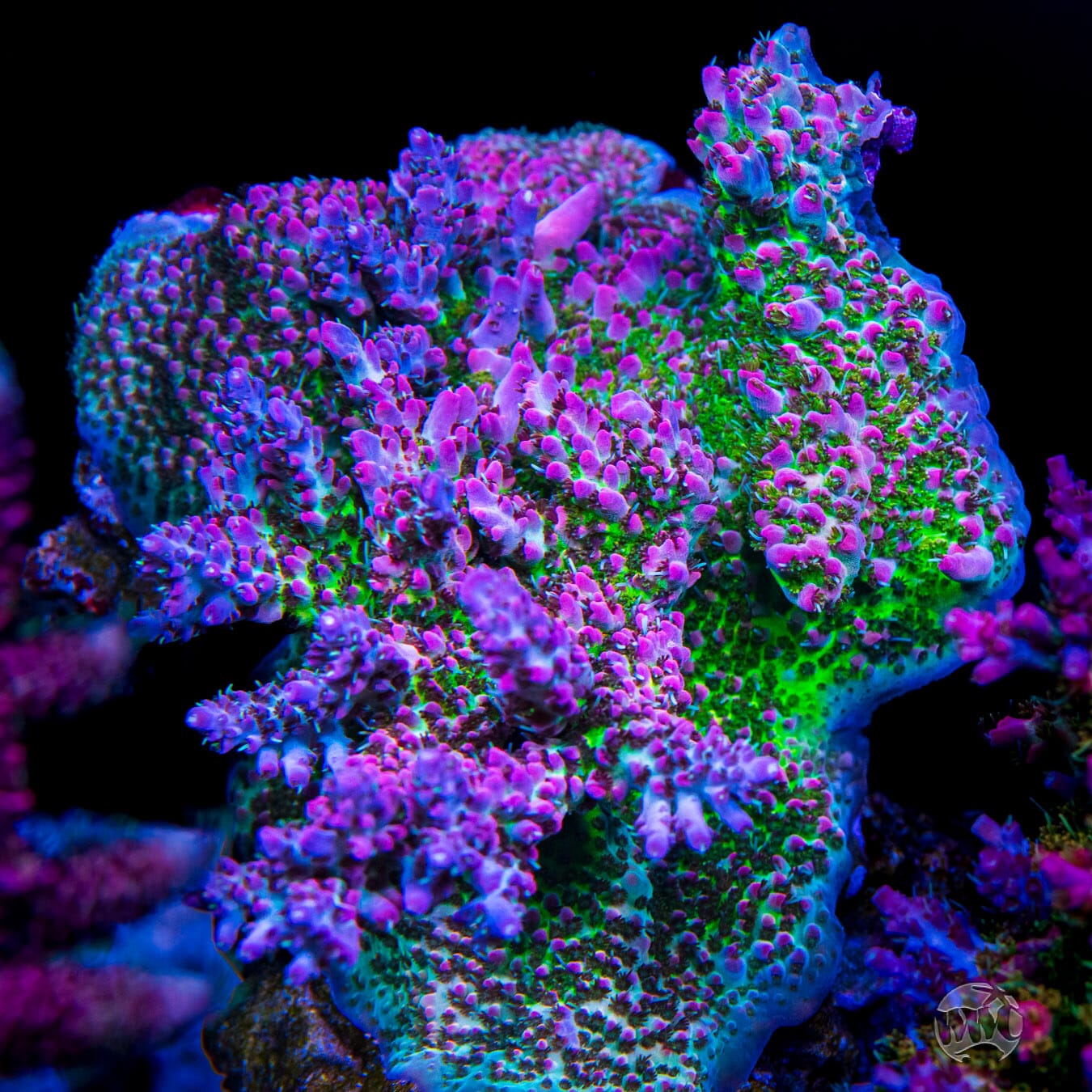 WWC Peacemaker Acropora - Mother Colony