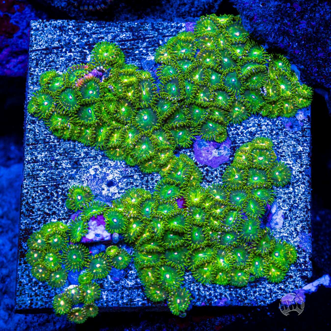 WWC Pine Nutz Zoanthids - Mother Colony