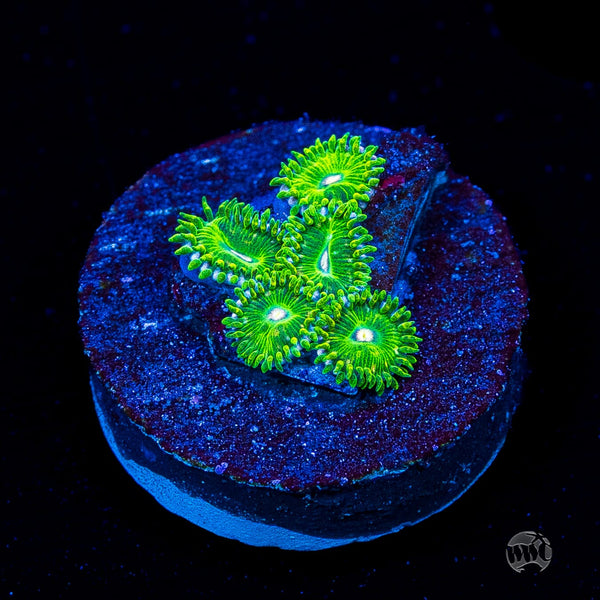 WWC Pine Nutz Zoanthids