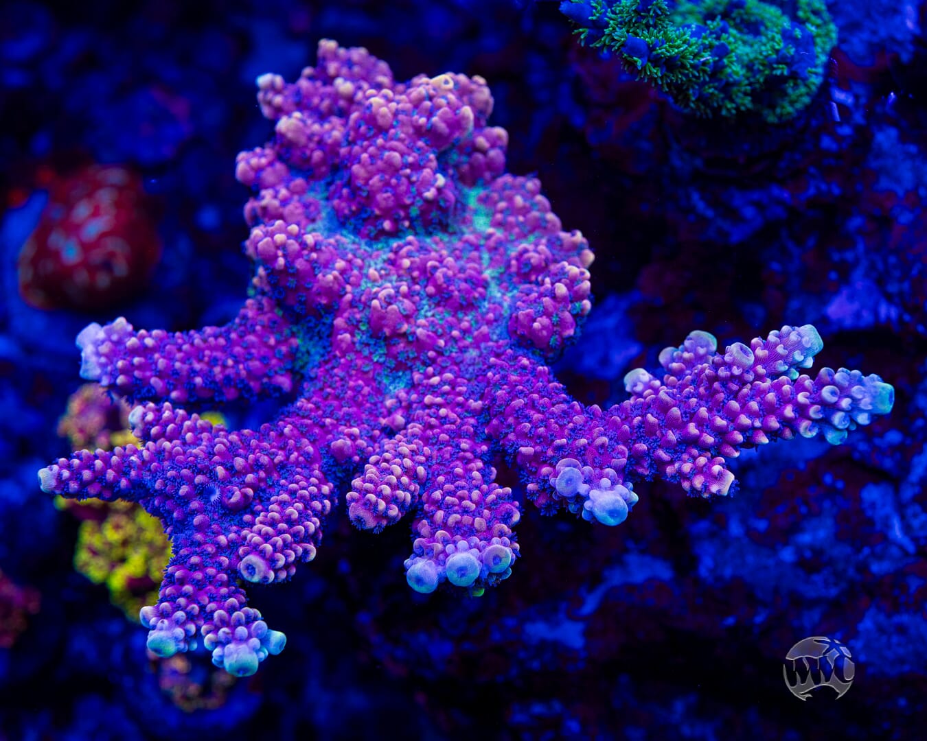 WWC Pink Dragonyte Acropora - Mother Colony