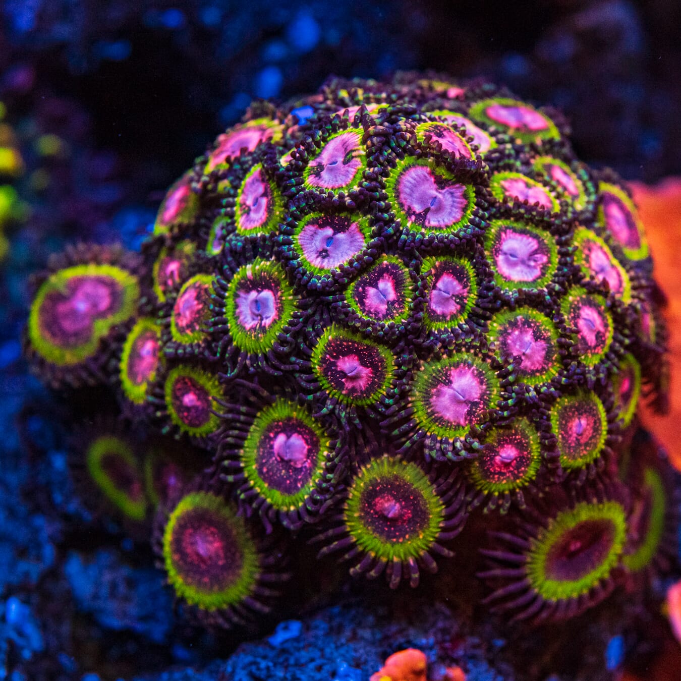 WWC Pink Krakatoa Zoanthids - Mother Colony