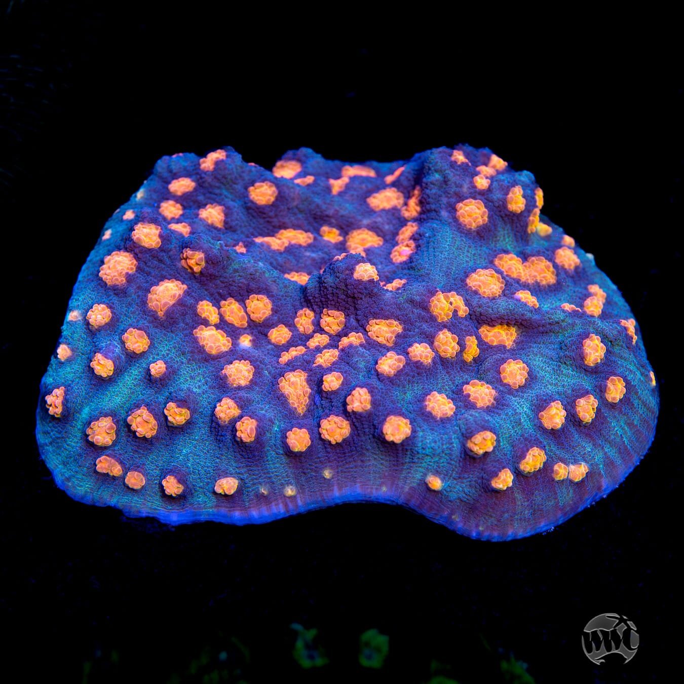 WWC Pumpkin Head Chalice Coral