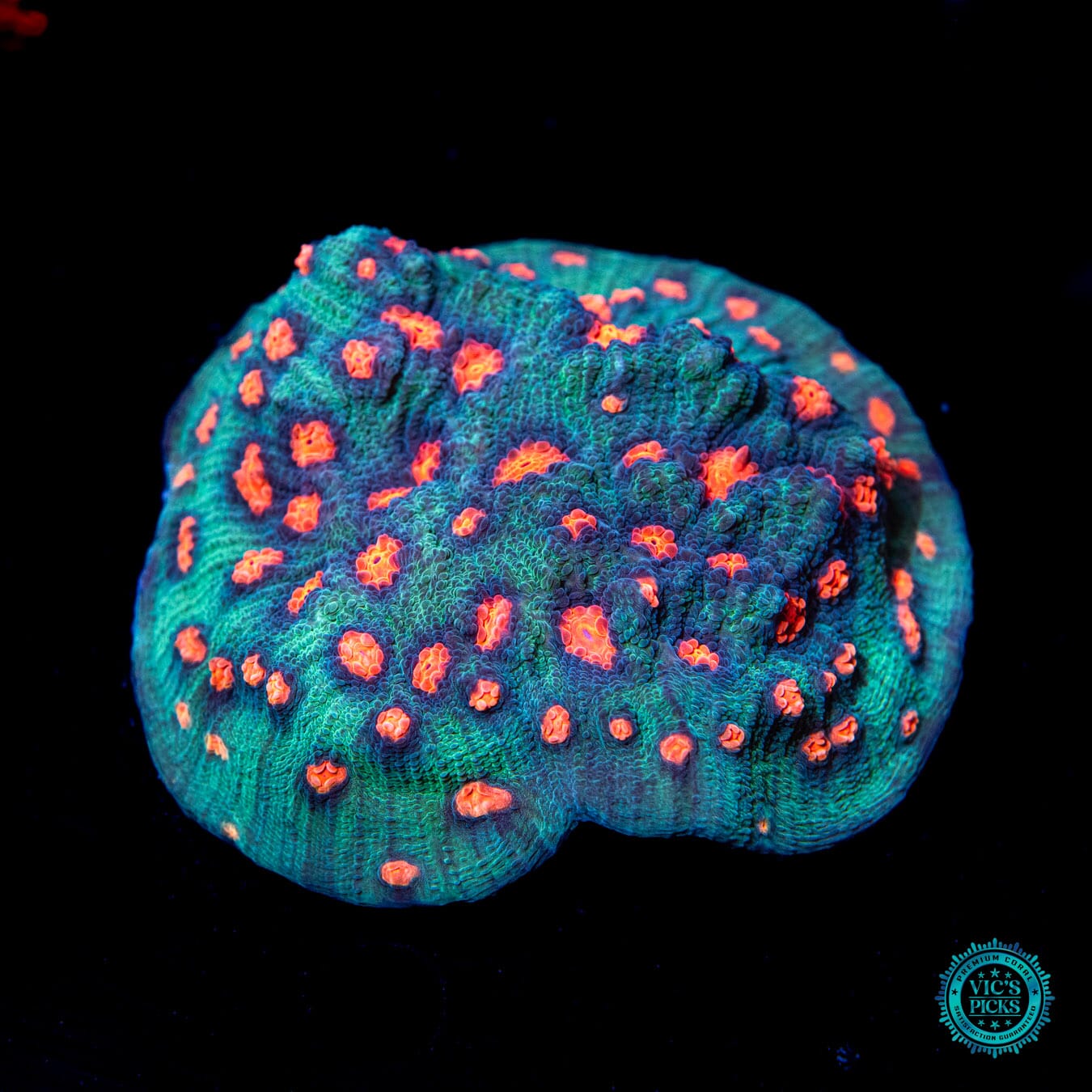 WWC Pumpkin Head Chalice Coral