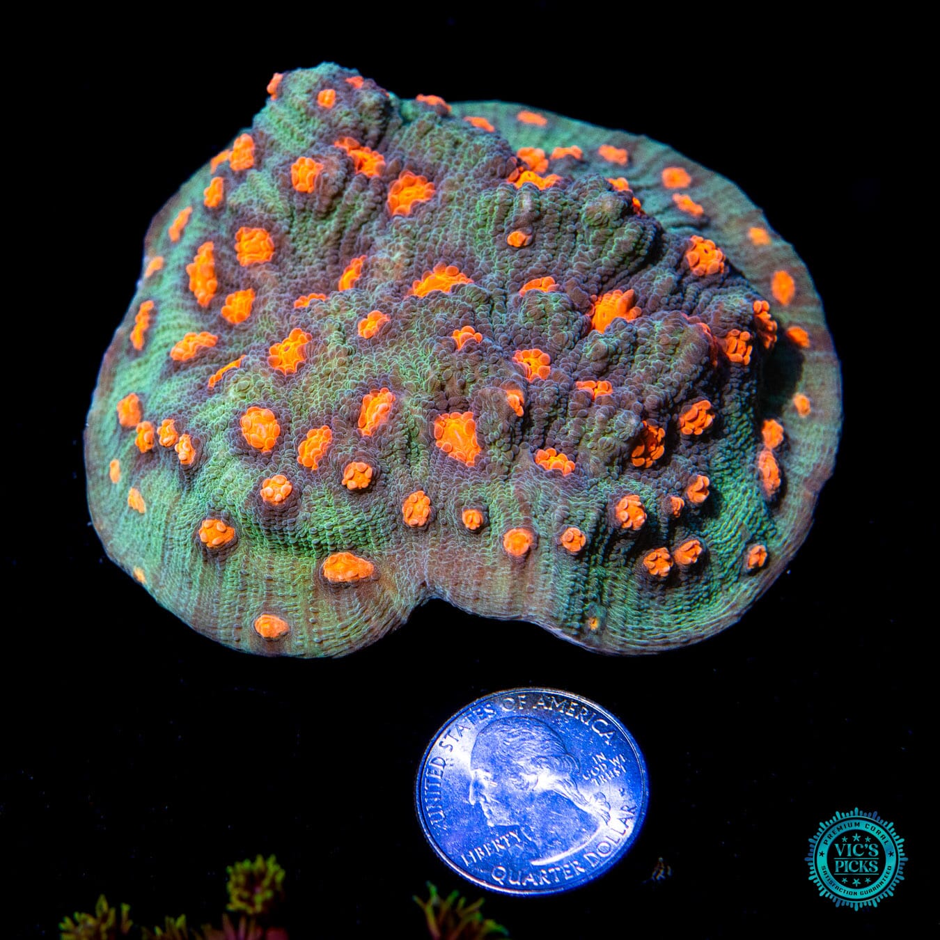 WWC Pumpkin Head Chalice Coral