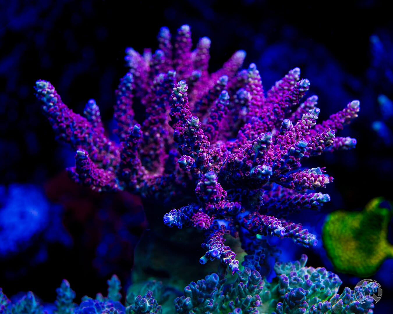 WWC Purple Dragona Acropora - Mother Colony Photo