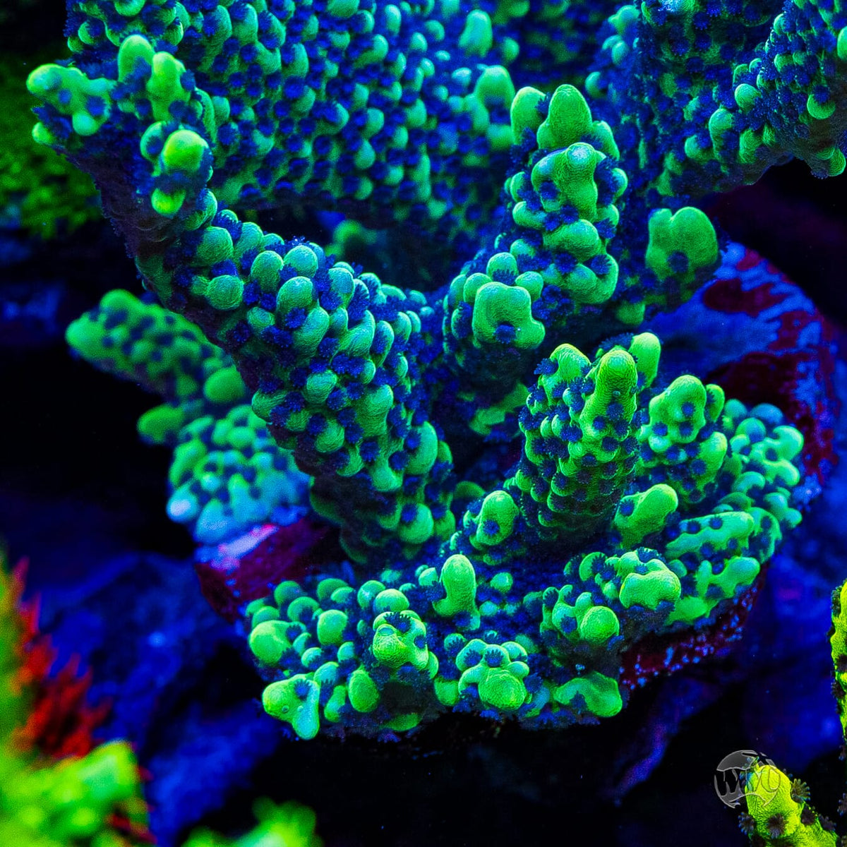 WWC Purple Gumby Capitata Montipora - Mother Colony