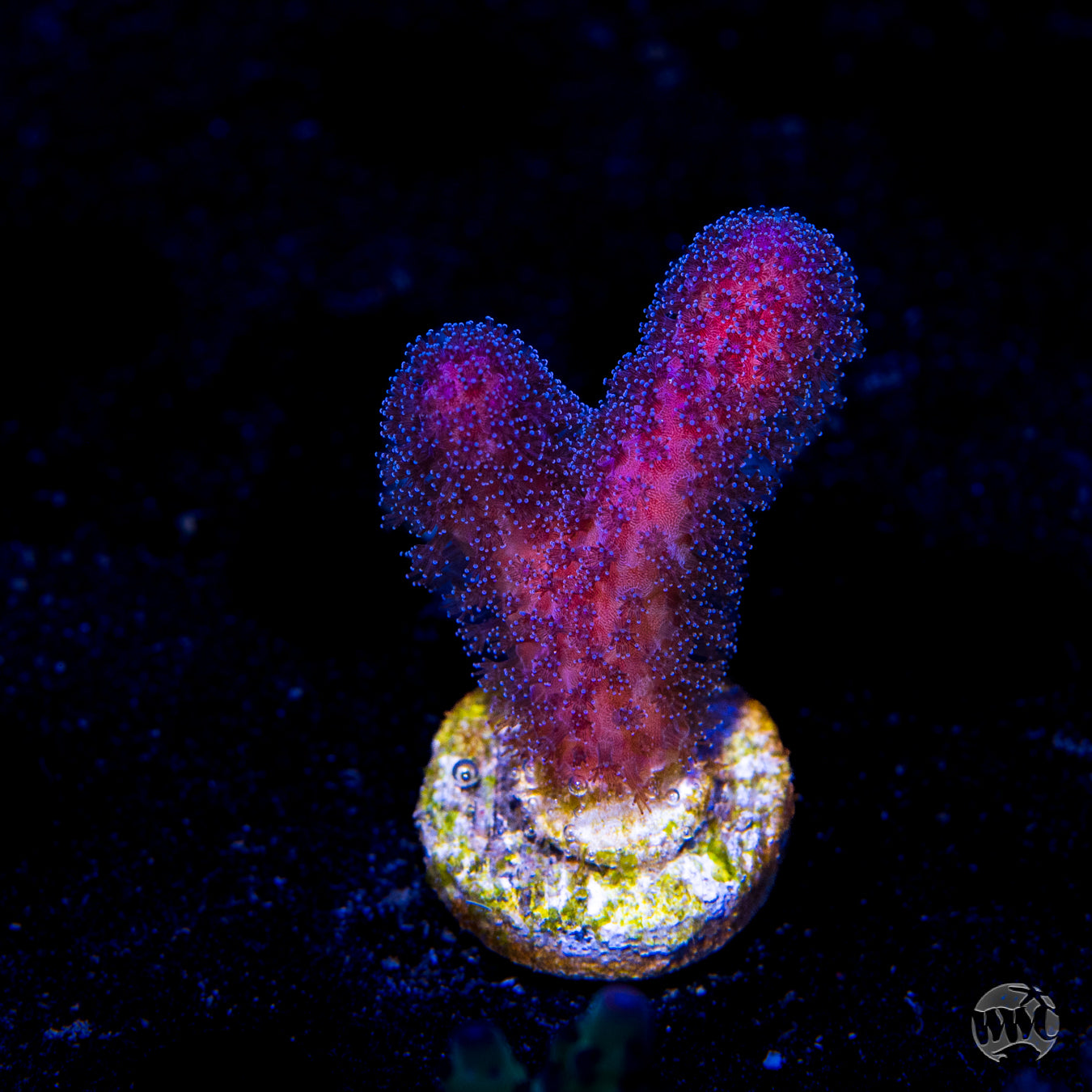 WWC Purple Stylophora Coral