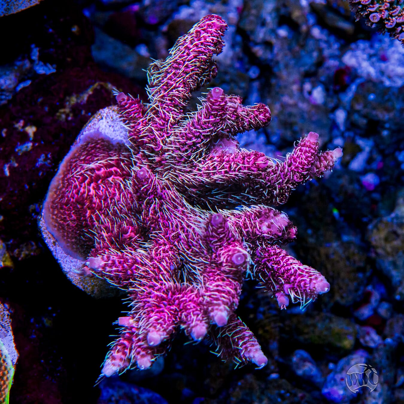 WWC Queen of Hearts Mille Acropora - Mother Colony Photo