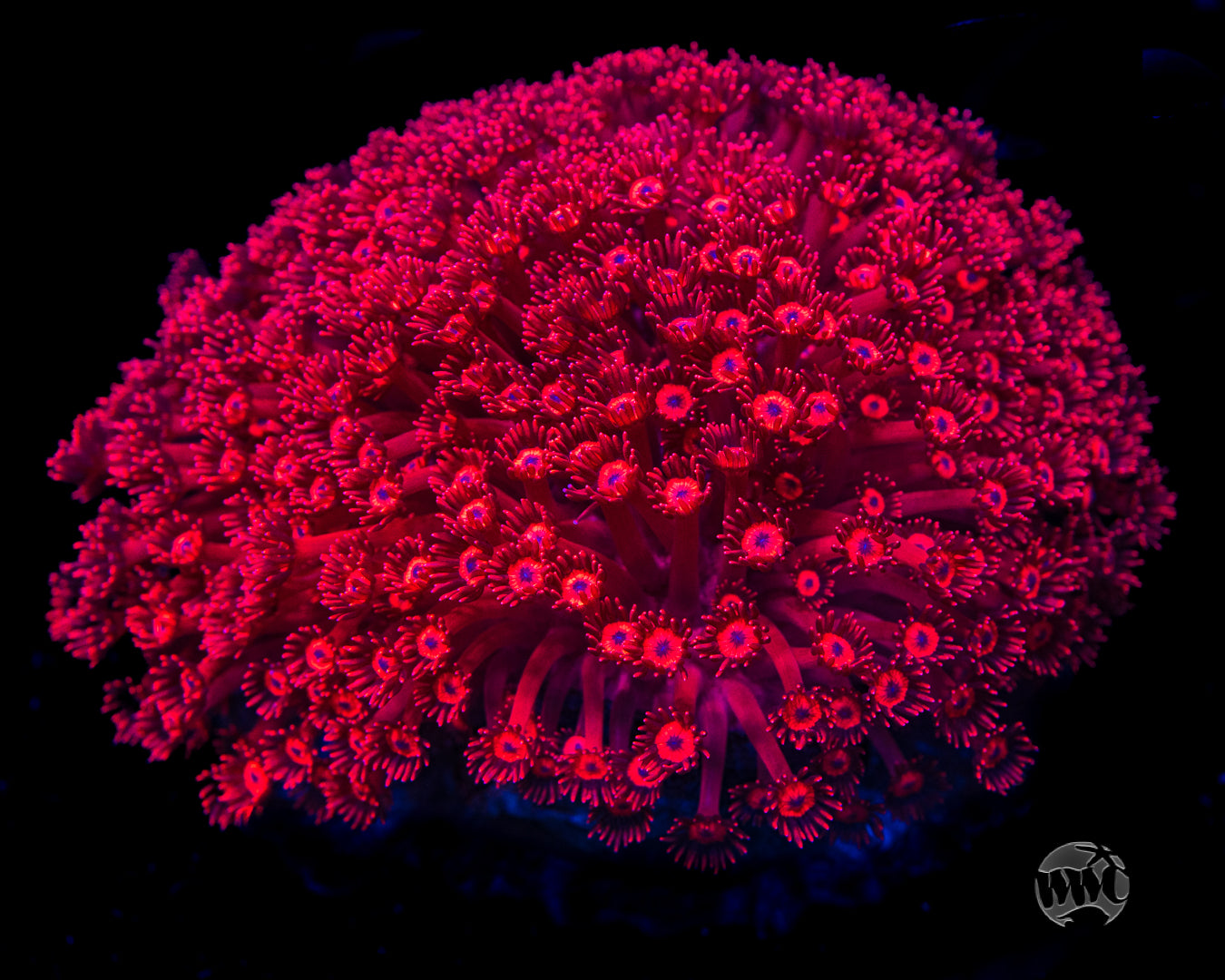 WWC Ragin' Rojo Goniopora