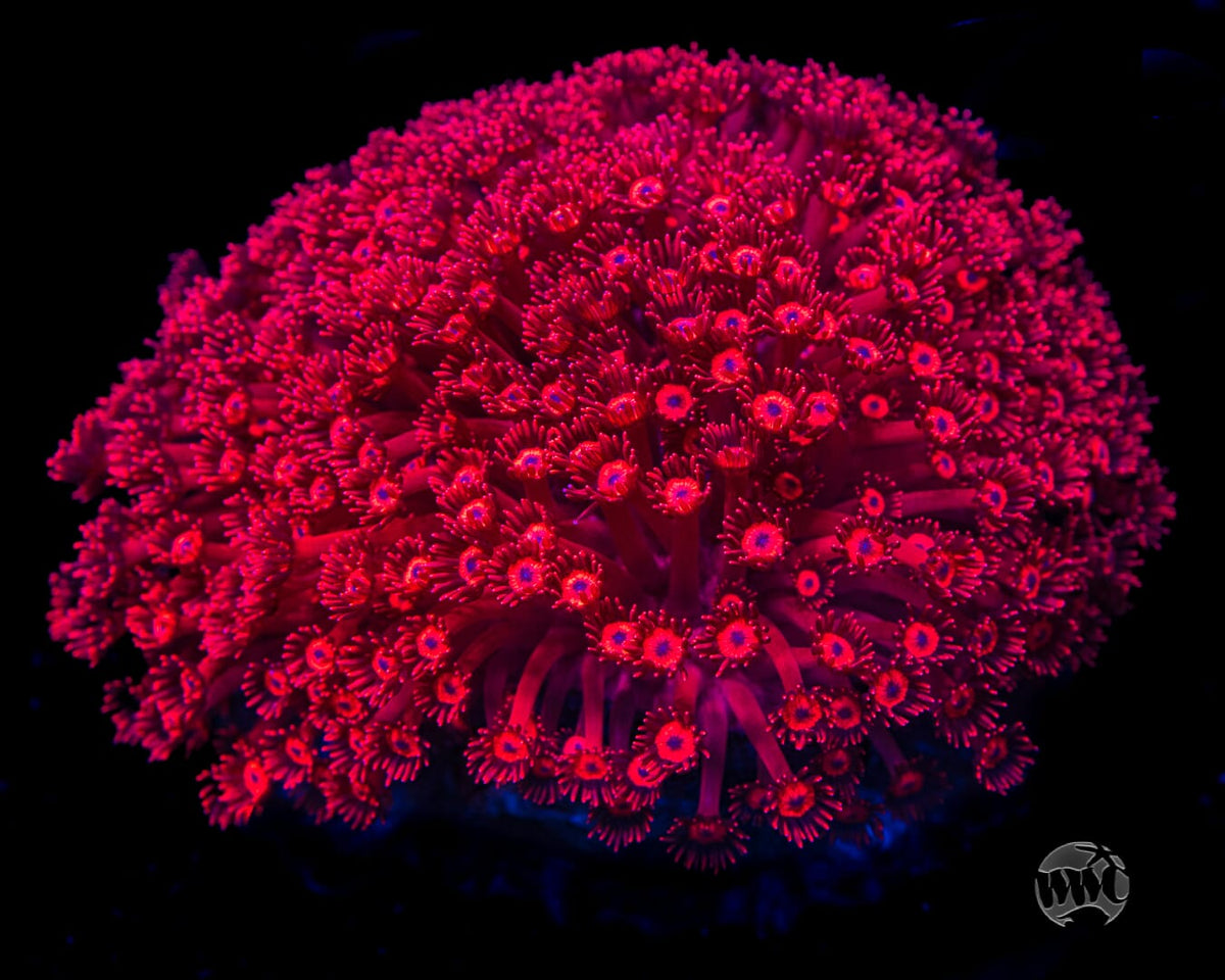 Ragin Rojo Goniopora - Mother Colony