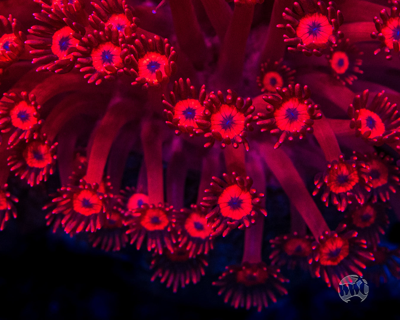 WWC Ragin' Rojo Goniopora