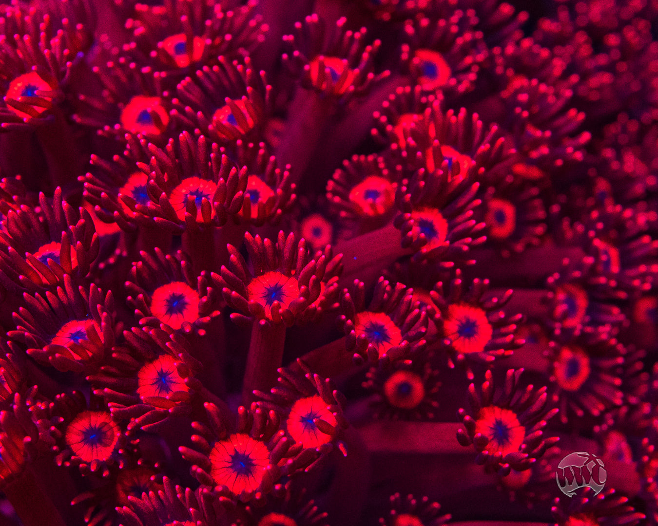 WWC Ragin' Rojo Goniopora