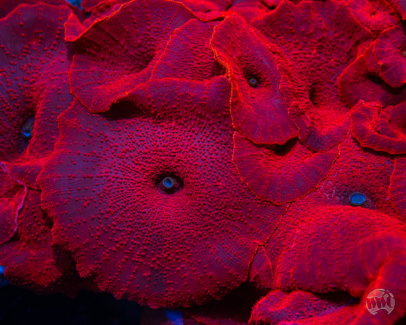 mushroom　0324 MB1419 Garden Mushroom - case of 4 in ready to paint cone 04