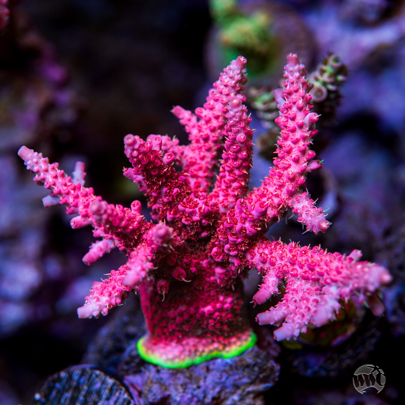 WWC Red Shortcake Acropora - Mother Colony Photo