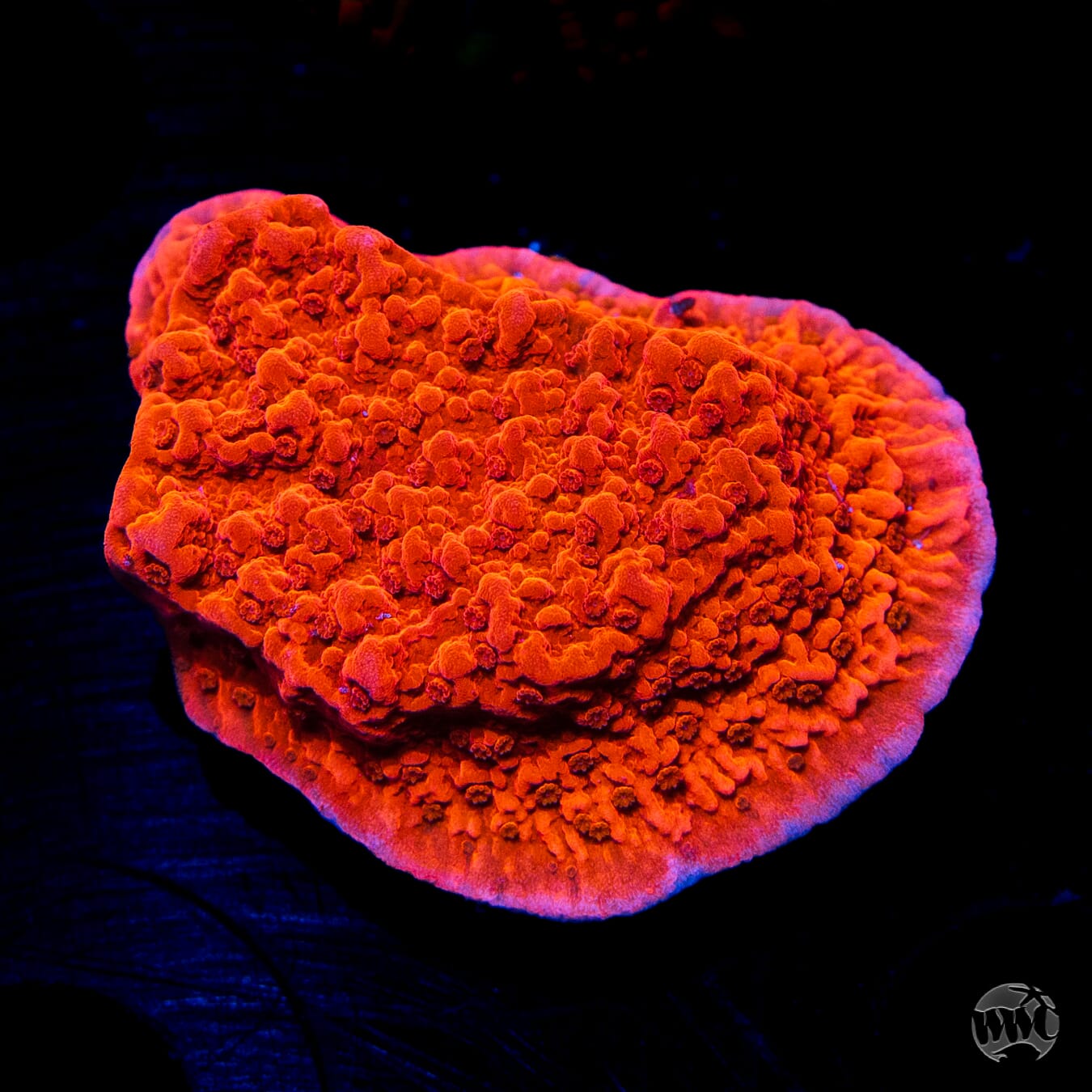 Red Montipora Cap Frag Coral