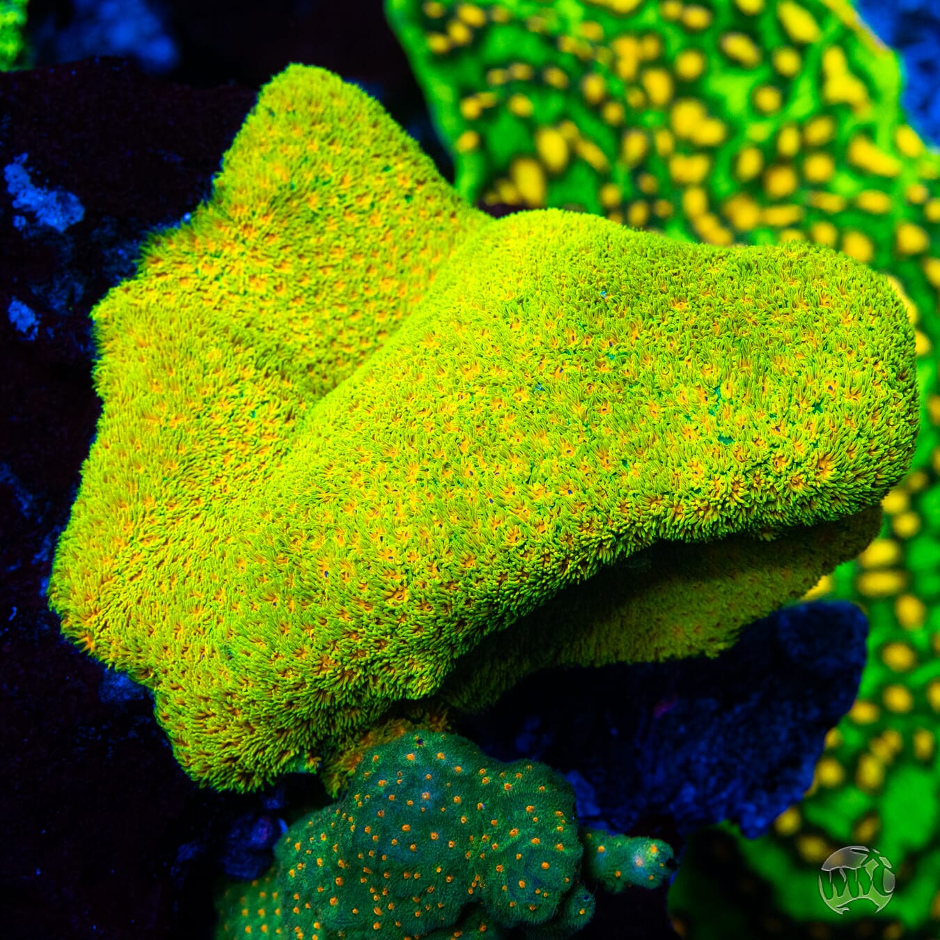 WWC Rogue Leptastrea Coral