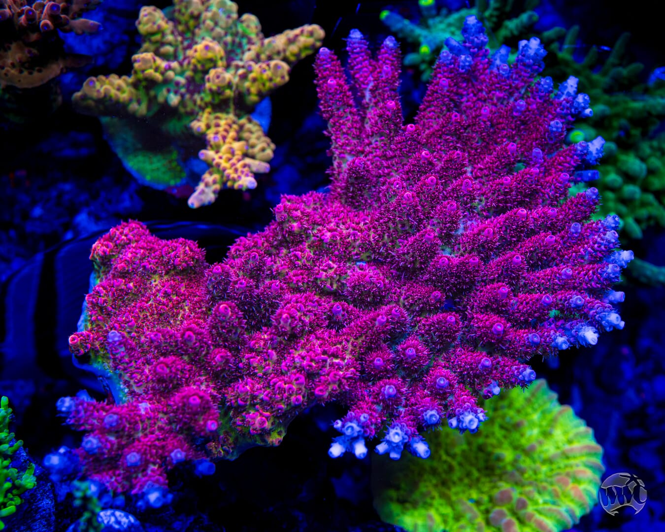 WWC Ruby Runner Acropora - Mother Colony Photo