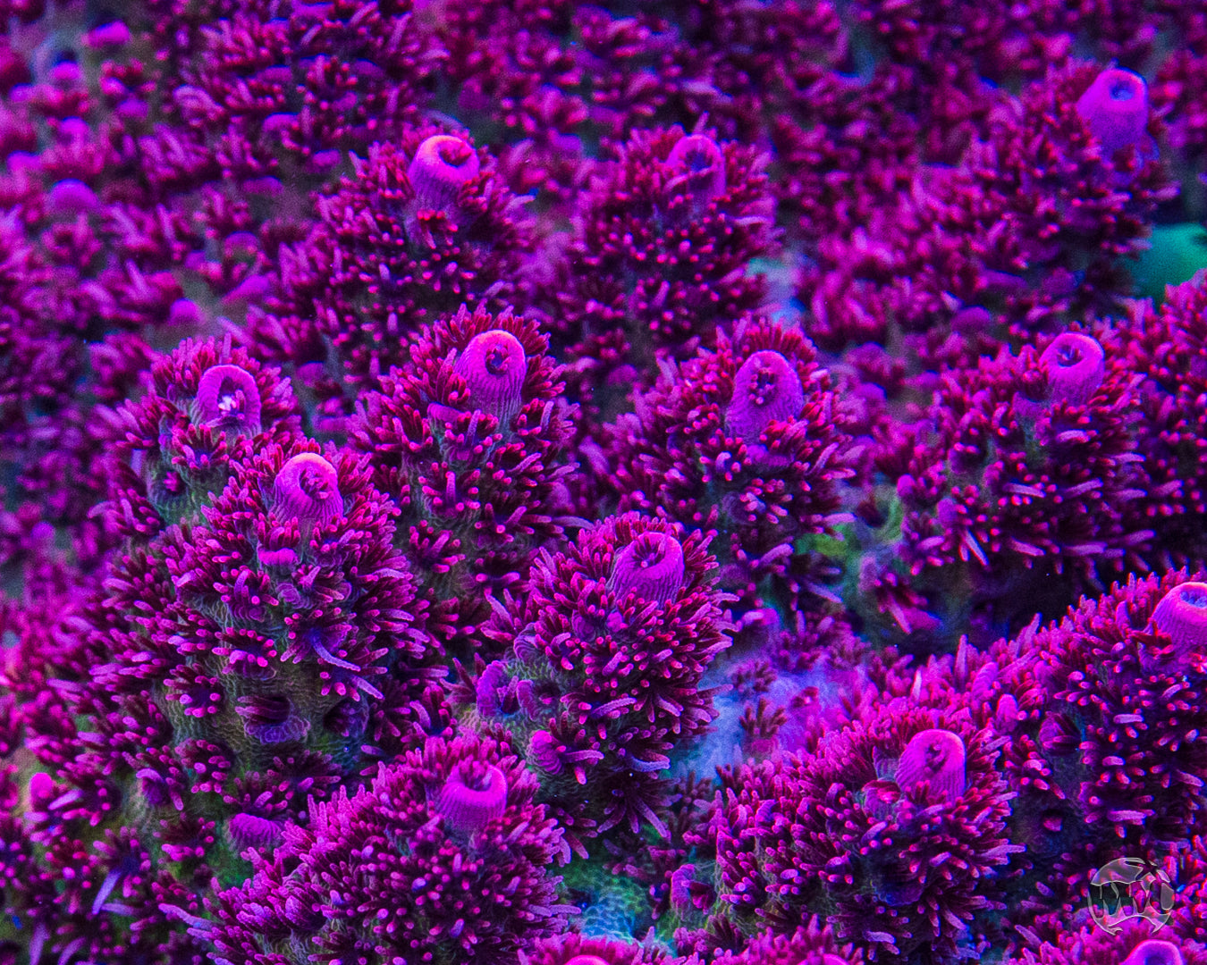 WWC Ruby Runner Acropora