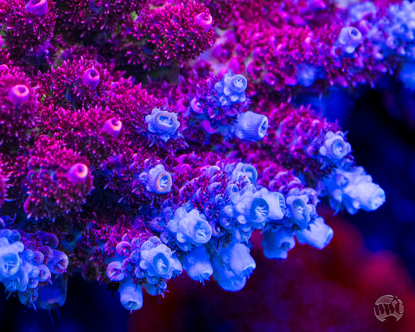 WWC Ruby Runner Acropora