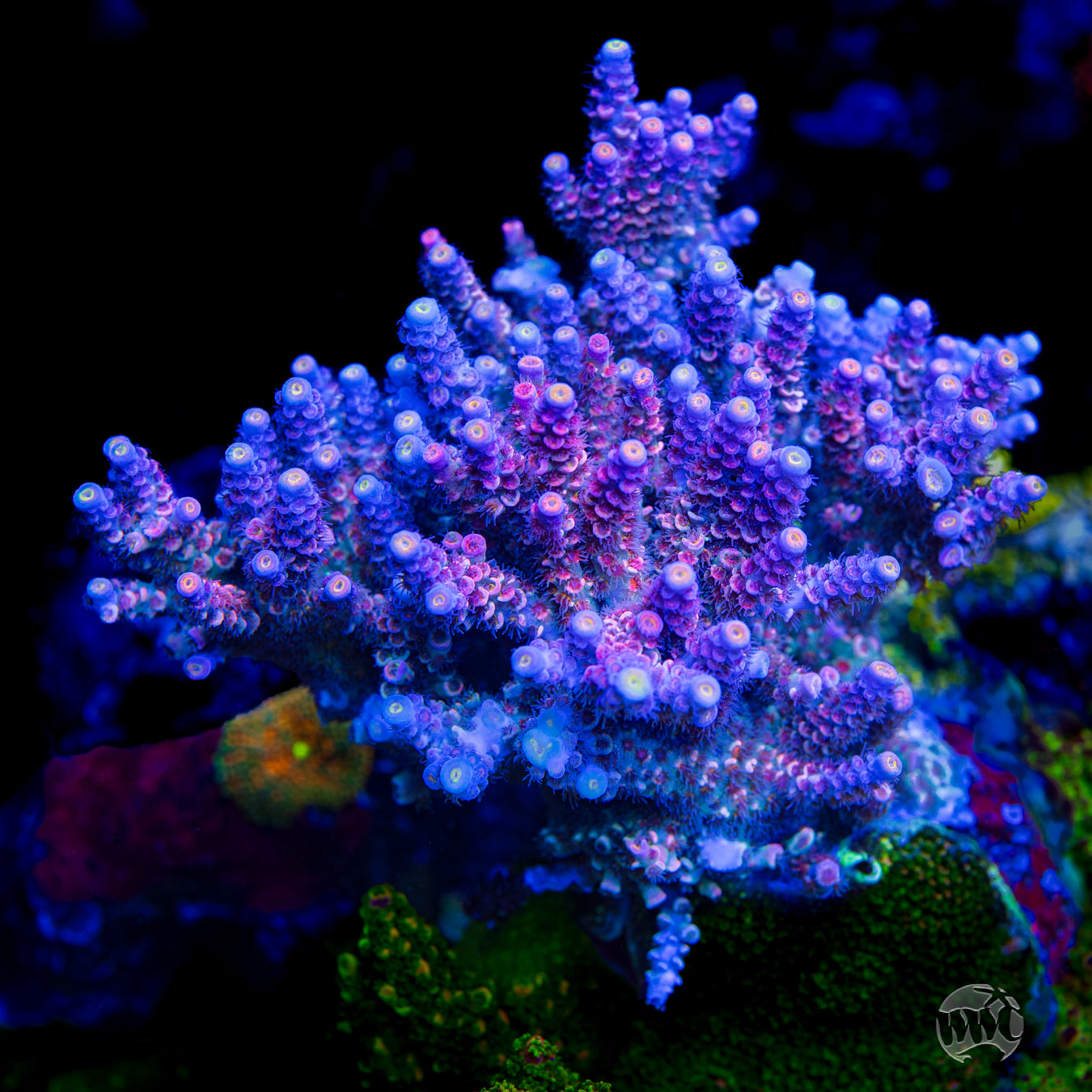 WWC Sabotage Tenuis Acropora