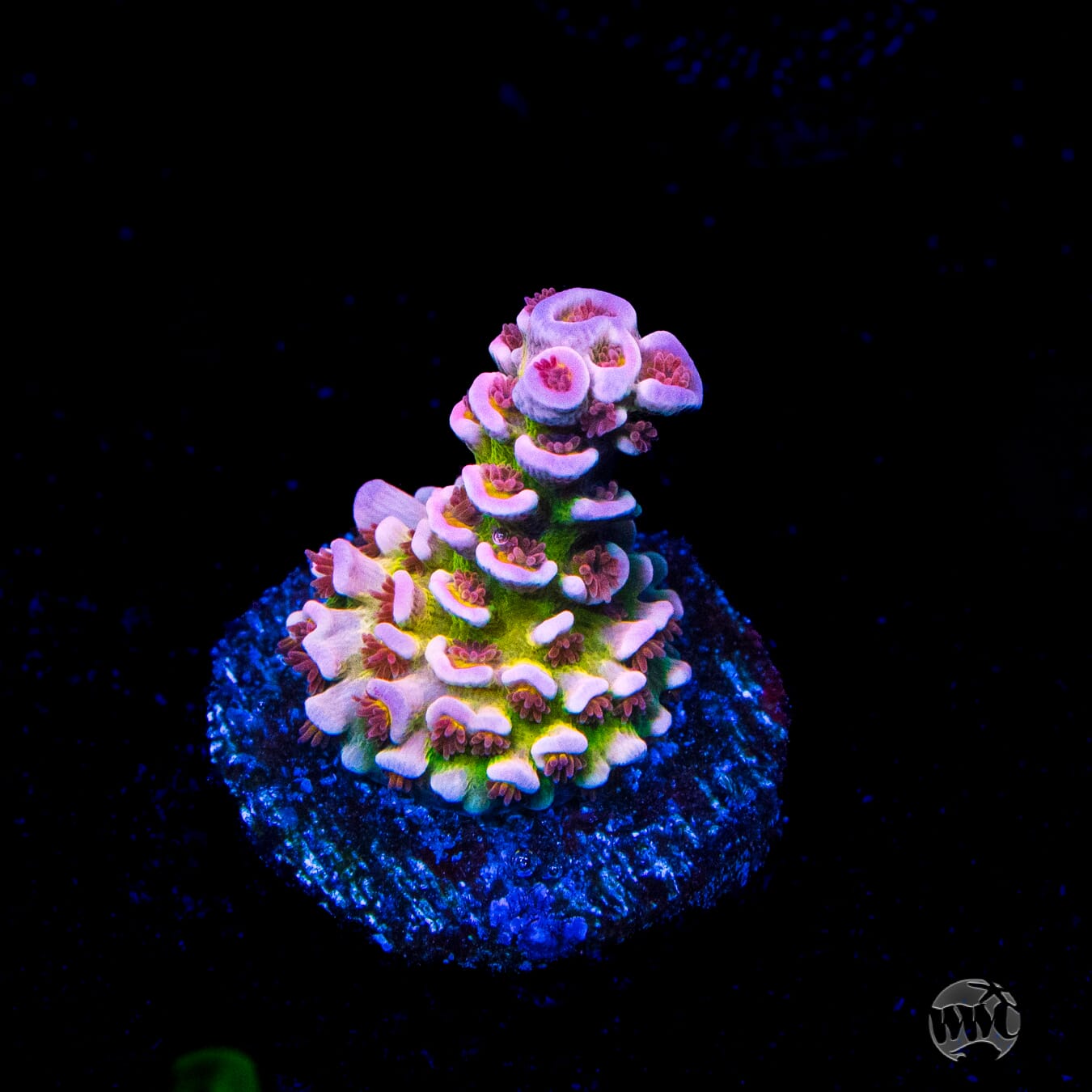 WWC Sabotage Tenuis Acropora