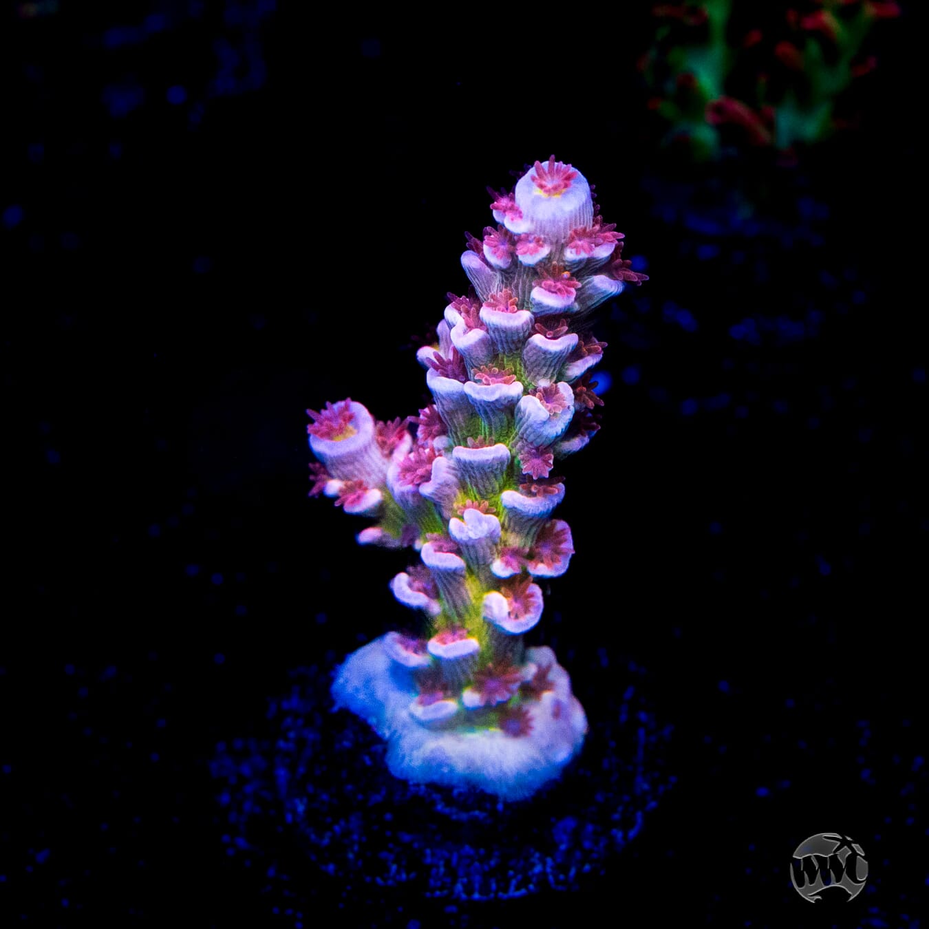 WWC Sabotage Tenuis Acropora